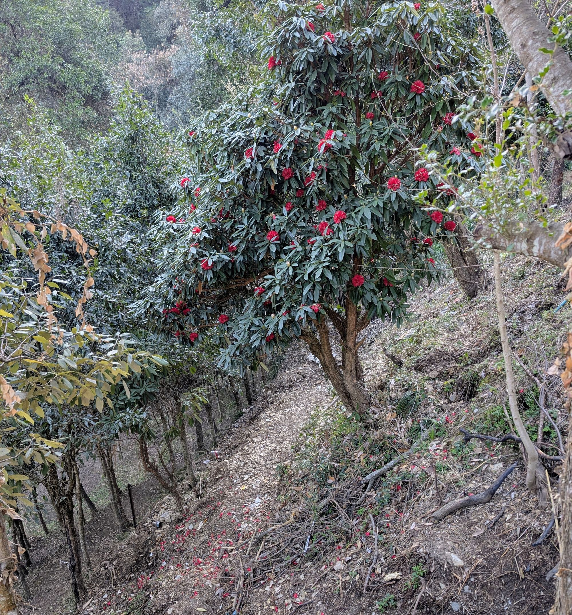 Buransh rhododendron tree along the forest path