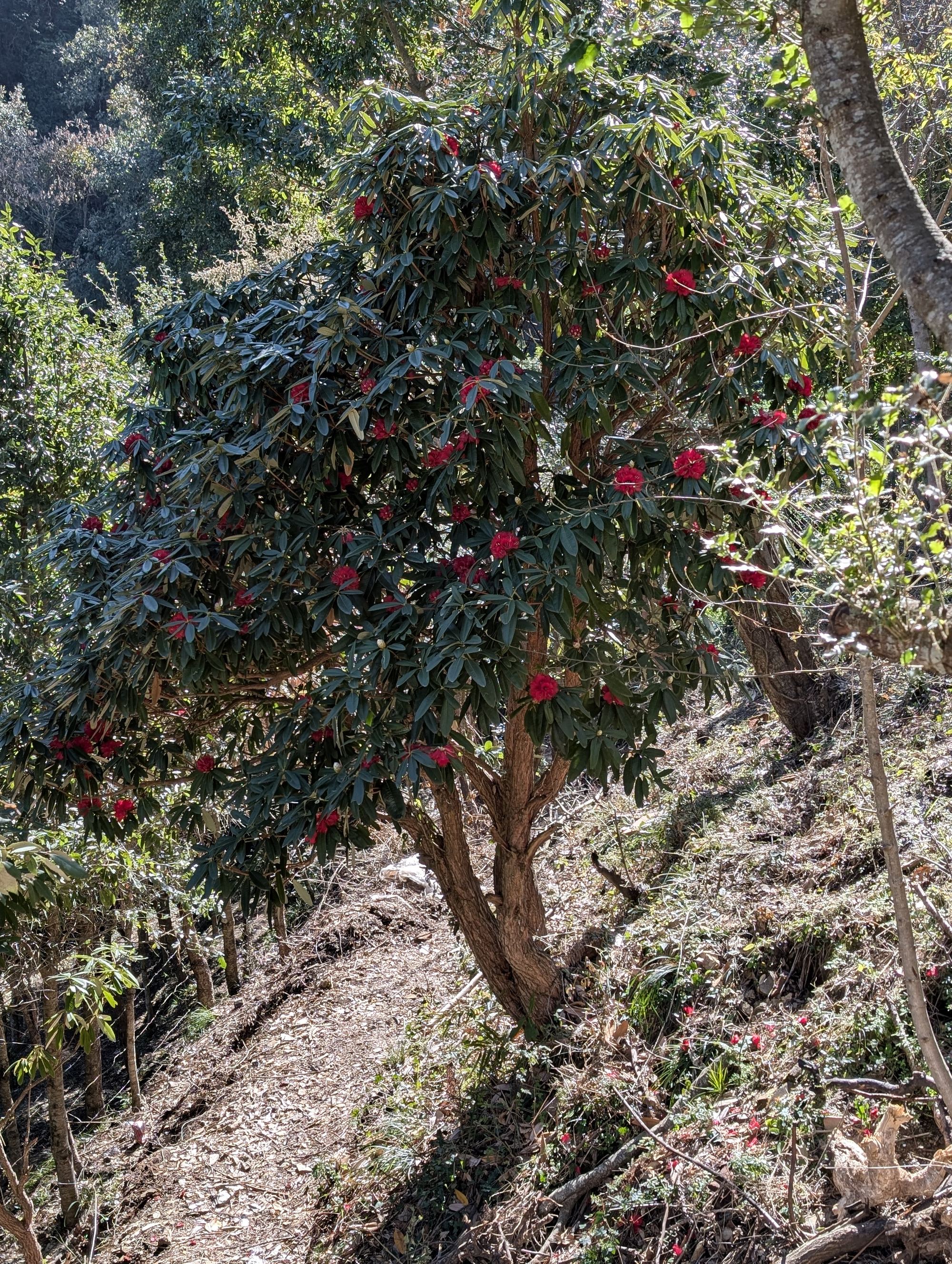 Buransh rhododendron tree in bloom