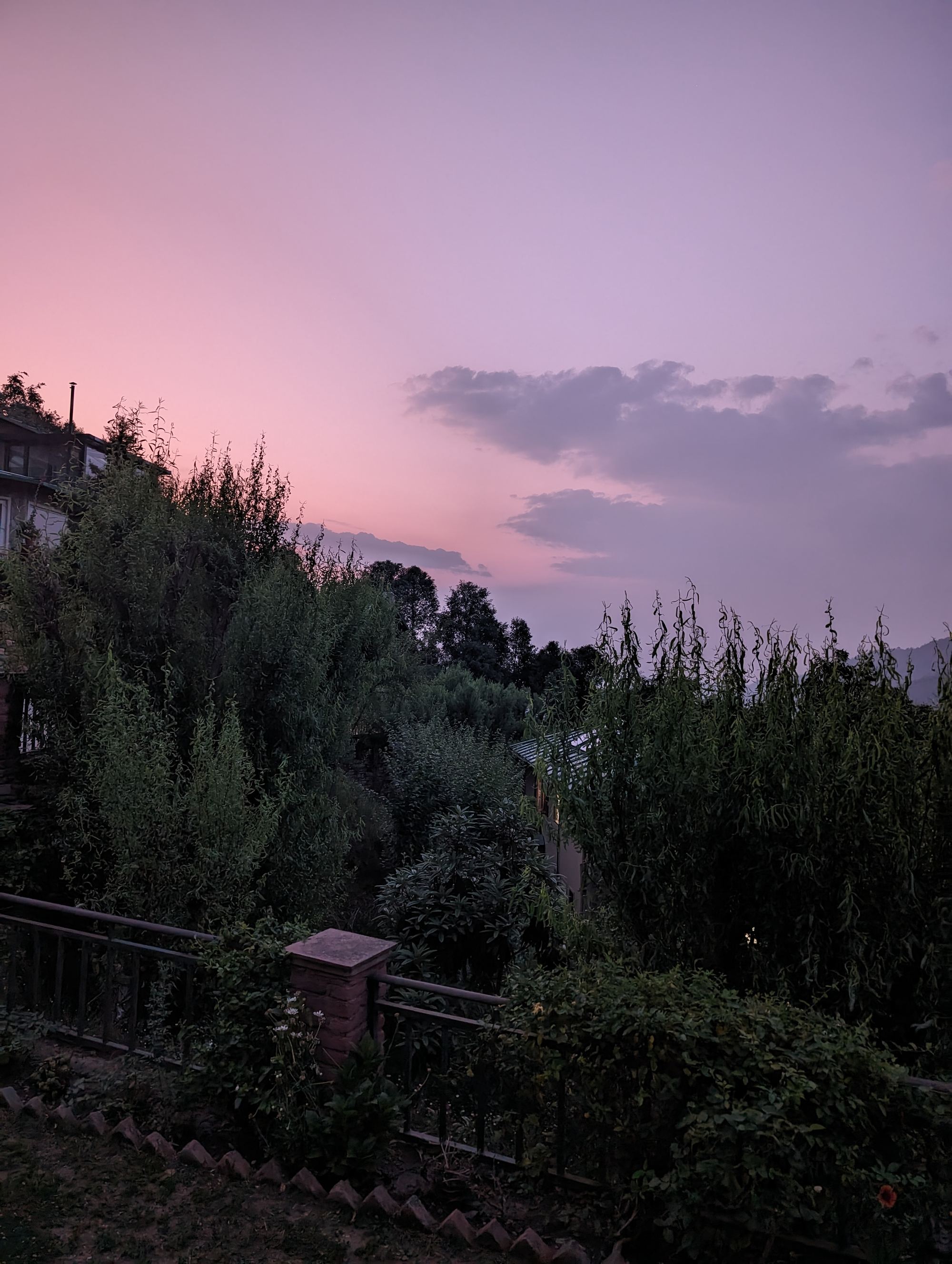 Pink and lavender dusk sky over the trees