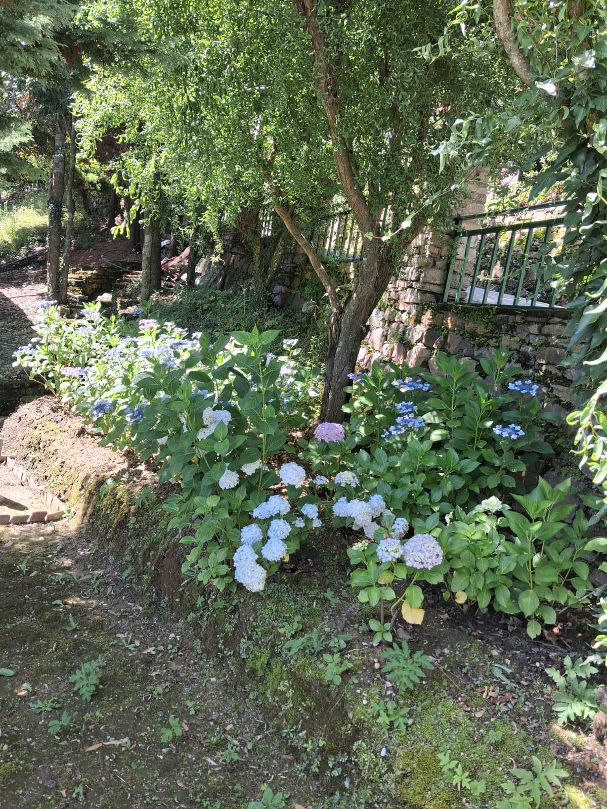 Garden path with hydrangeas