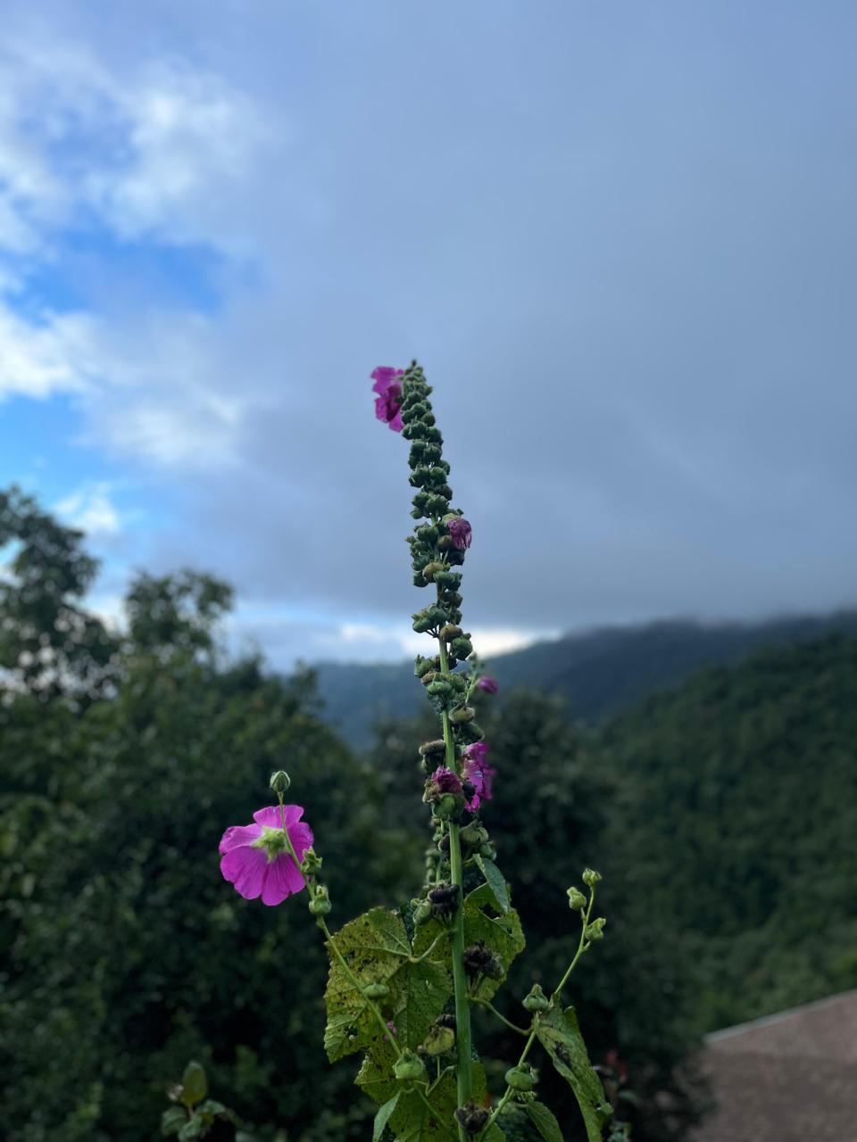 Pink hollyhock flower against the hills