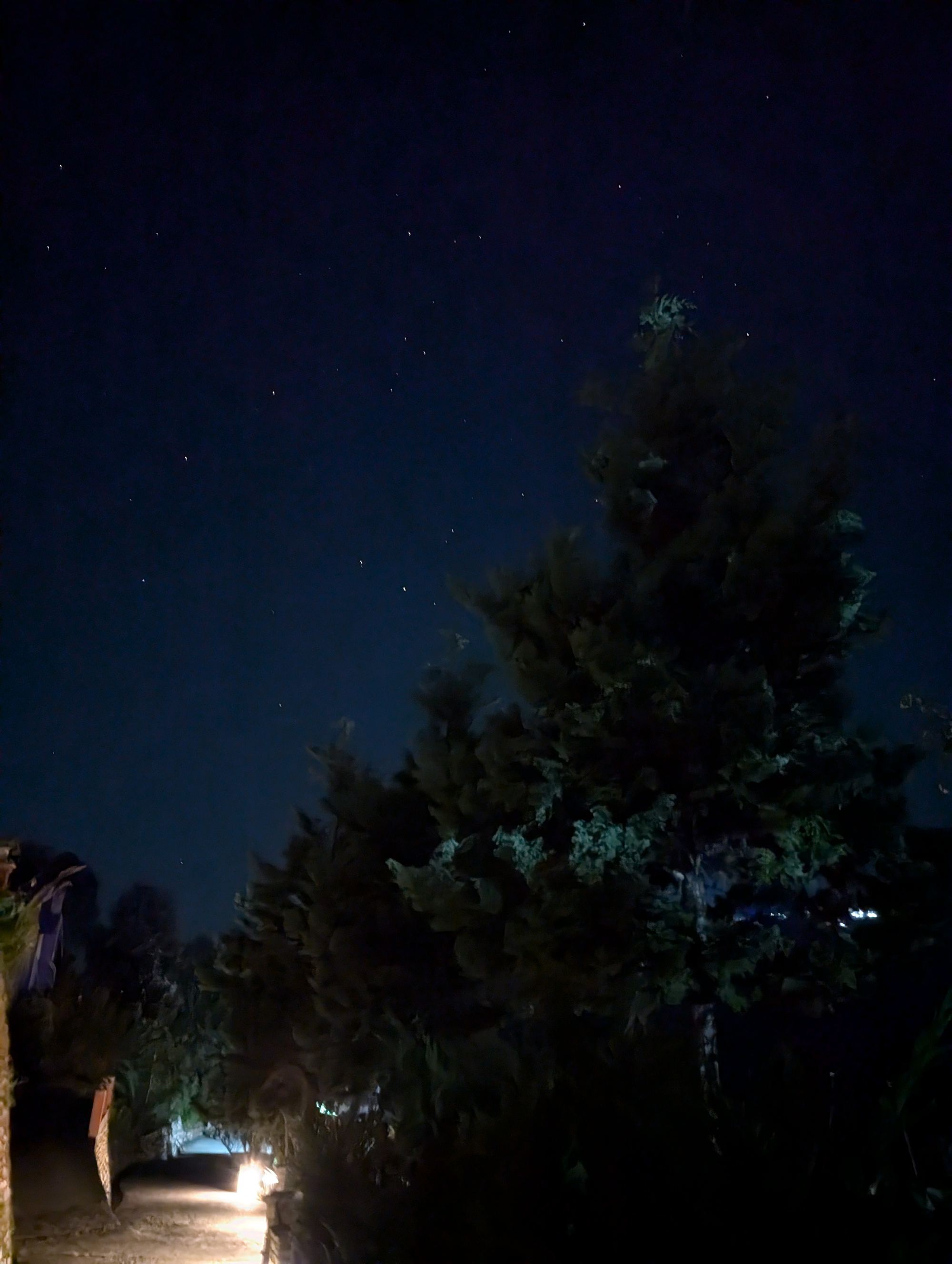 Night sky and pine silhouette