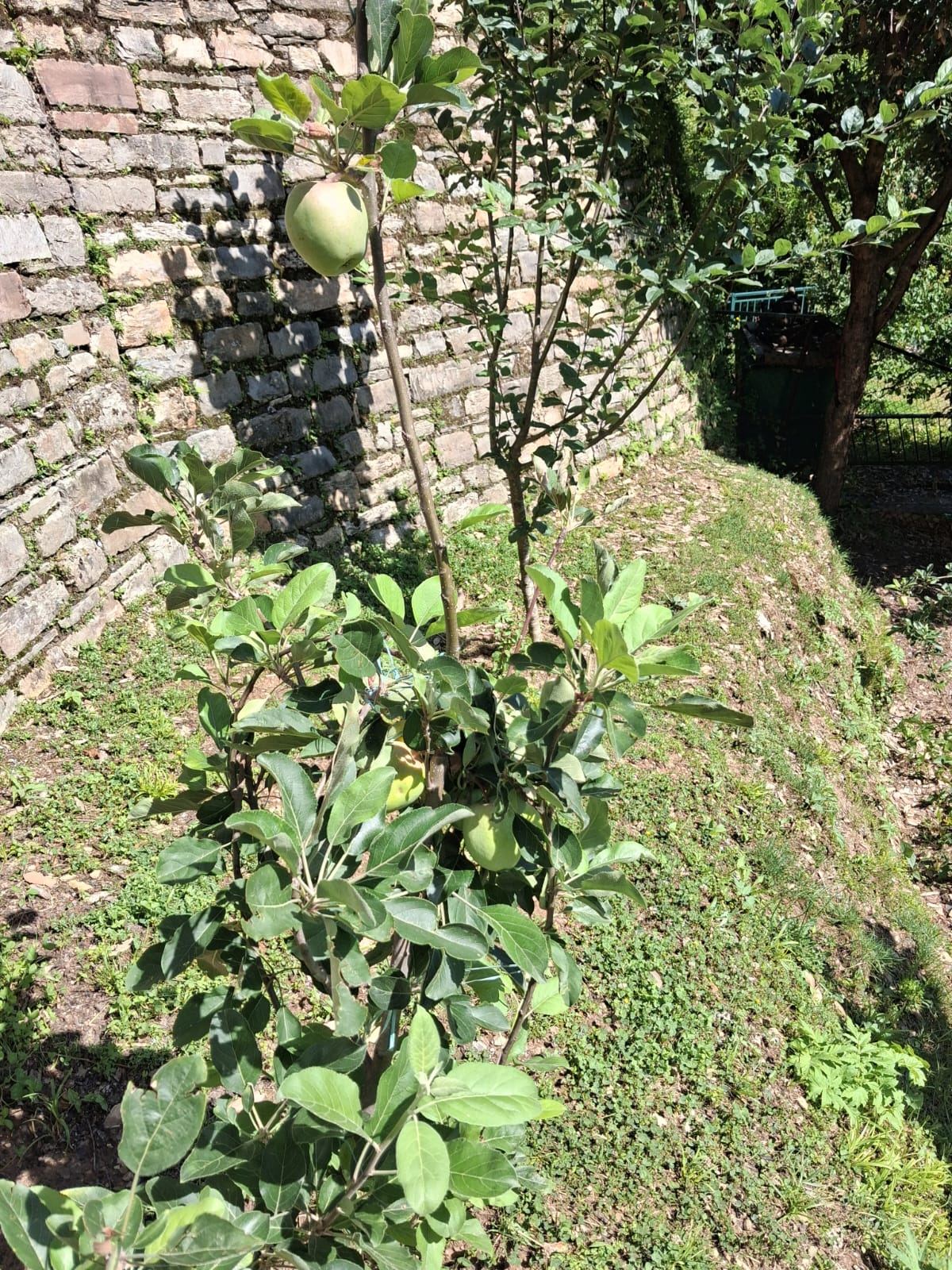 Apple tree bearing fruit against a stone wall