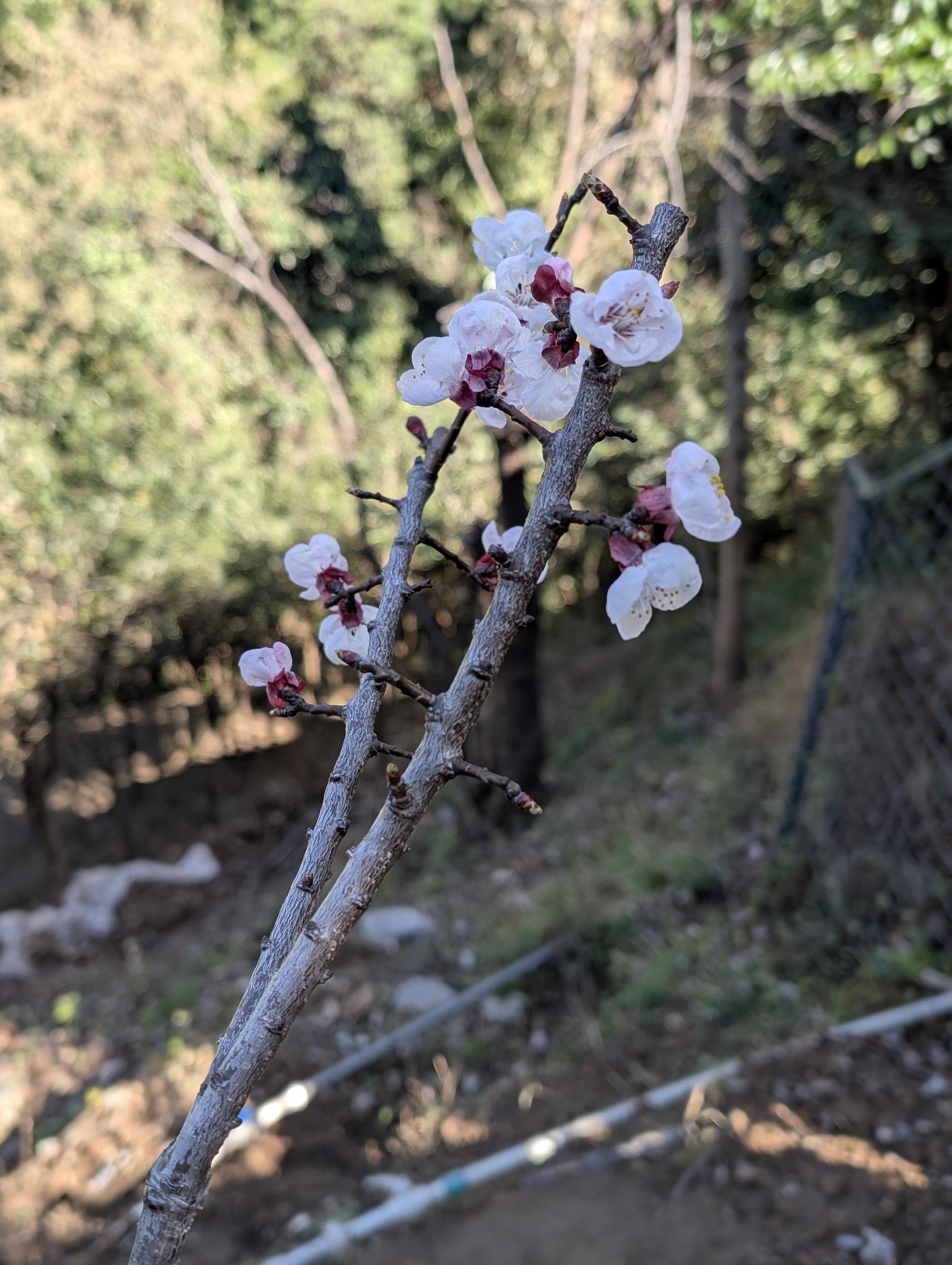 Pink apricot blossom in the orchard