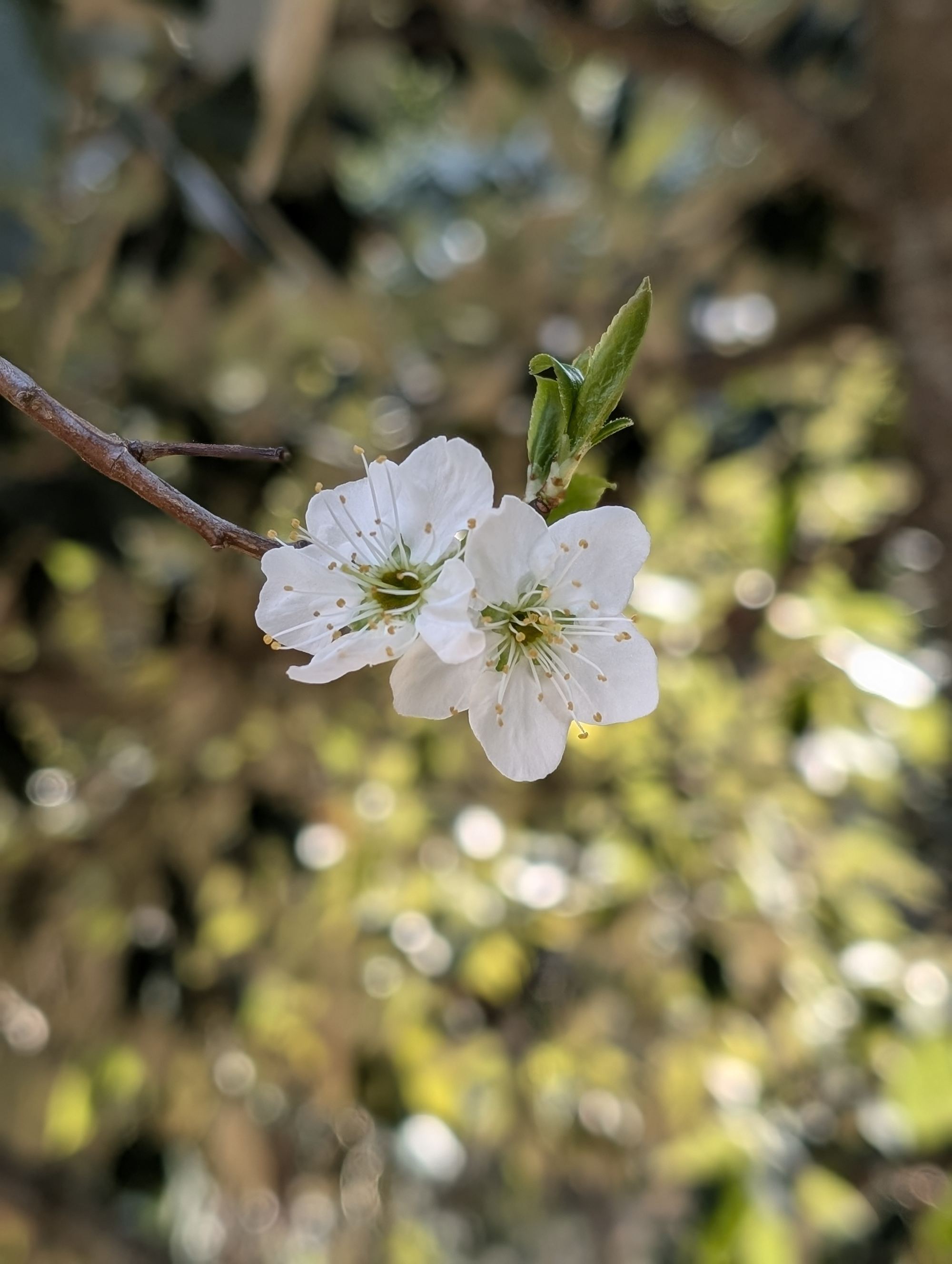 White plum blossom in the orchard