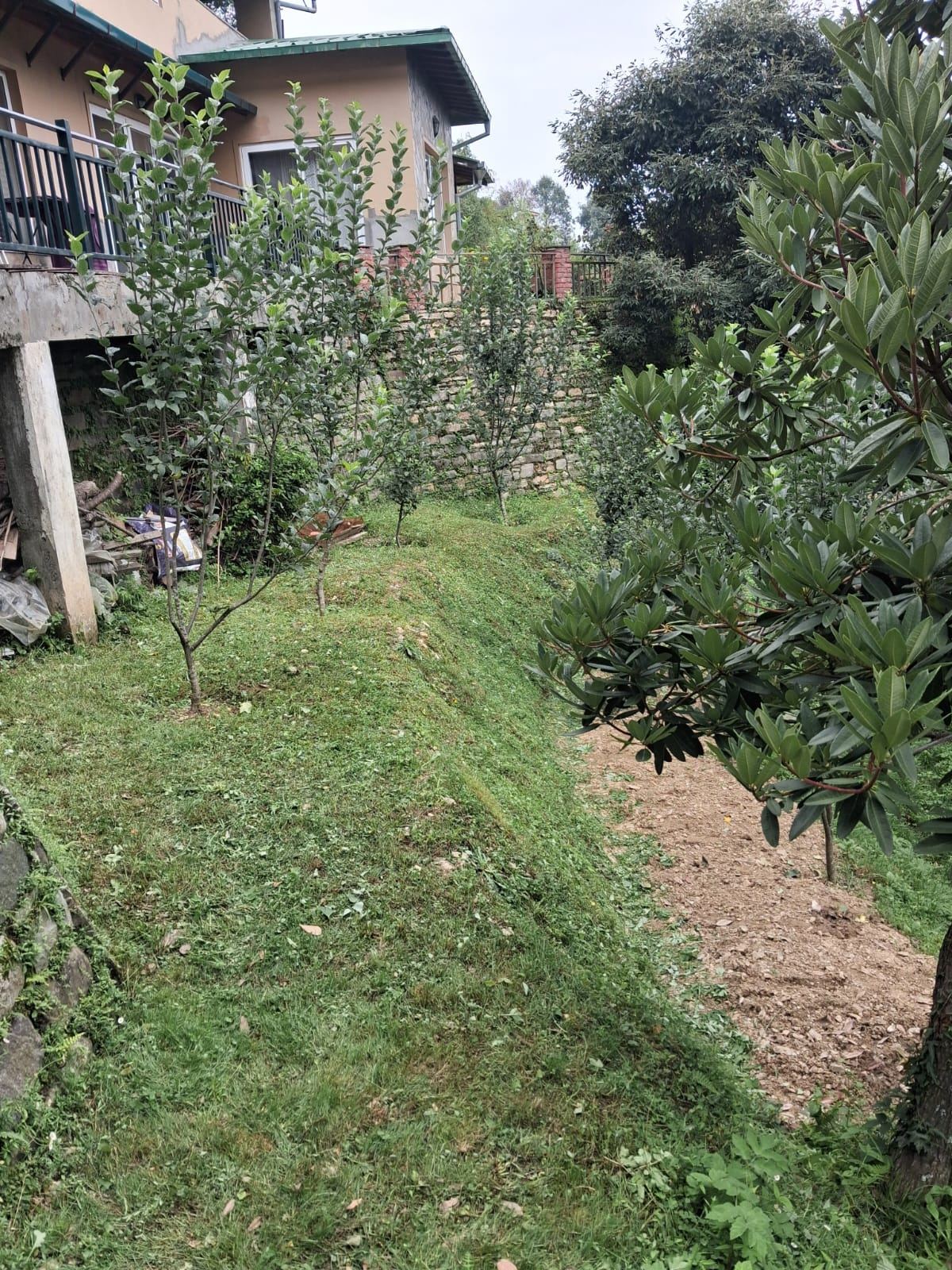 Orchard with the house in the background