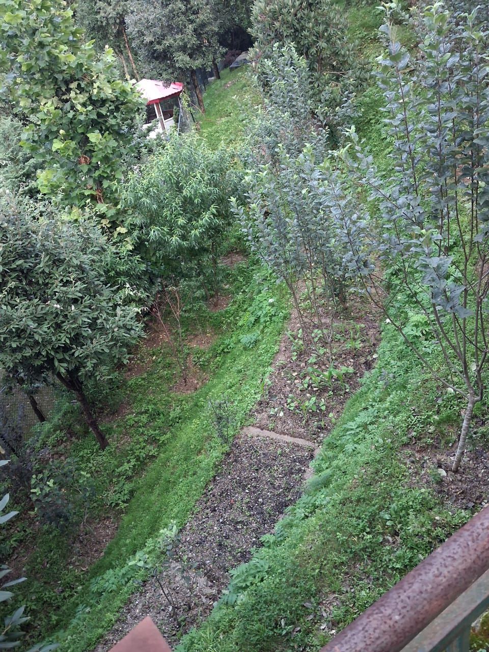 Orchard path toward the garden gazebo
