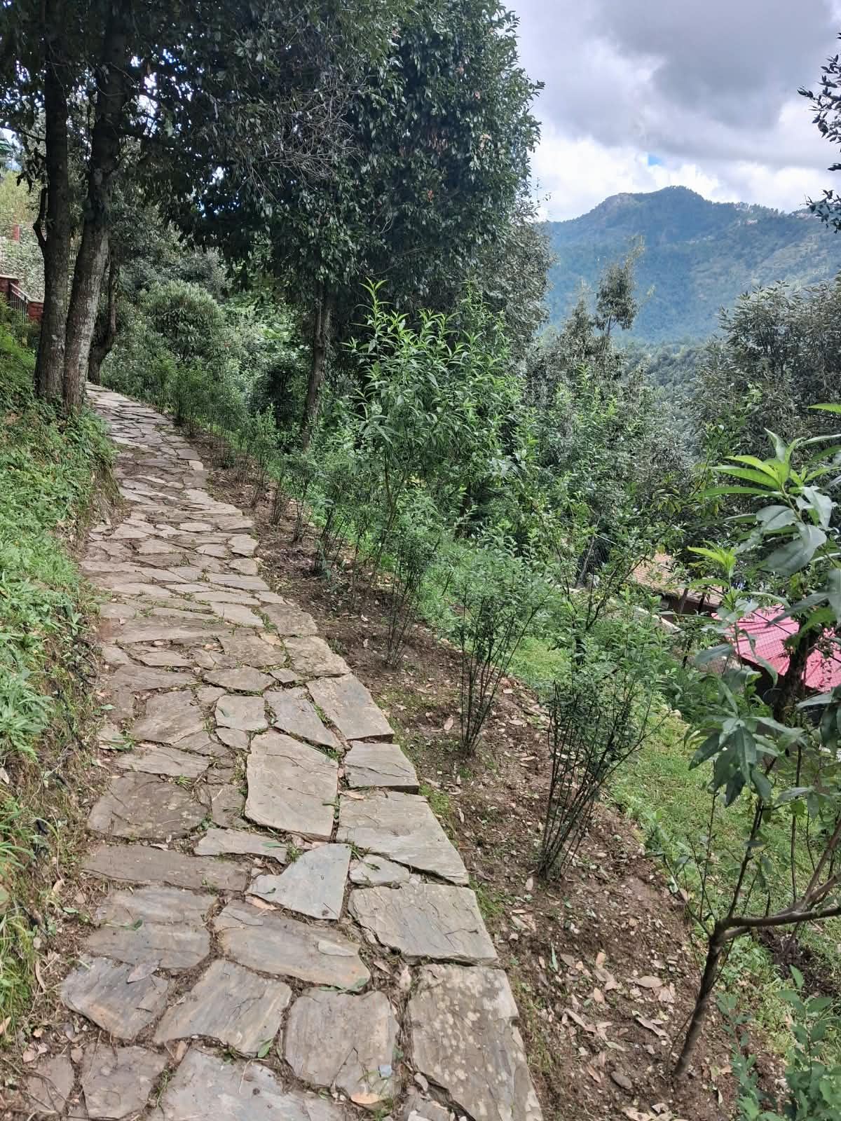 Stone path through the pine forest